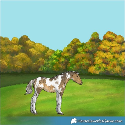 Horse Color:White Spotted Silver Buckskin Dun Tobiano 
