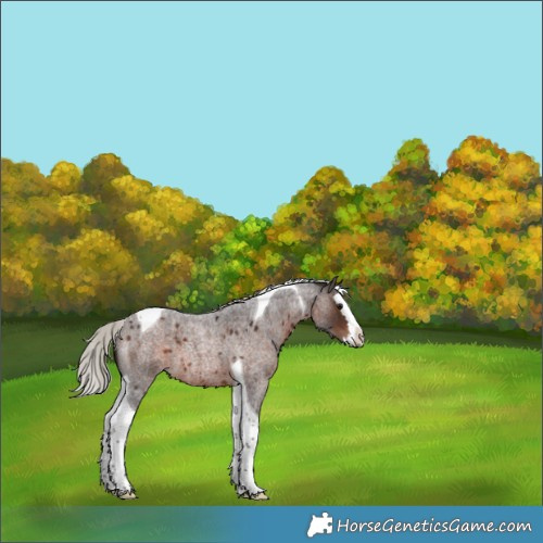 Horse Color:Silver Brown Roan Splash Tobiano 
