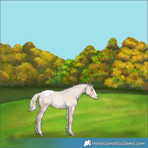 Horse Color:Cremello Roan Splash Tobiano Varnish 