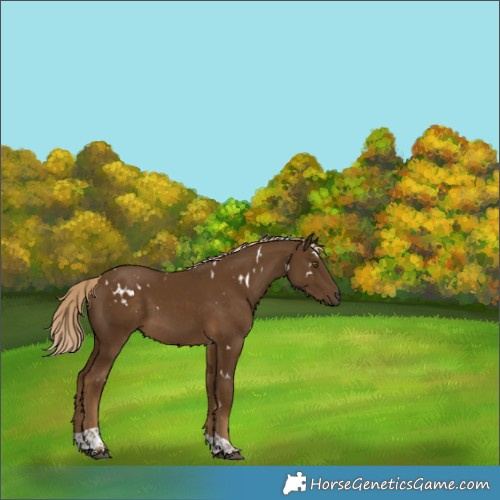 Horse Color:White Spotted Chocolate Palomino Tobiano Rabicano 