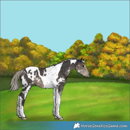 Horse Color:White Spotted Silver Smoky Black Tobiano 