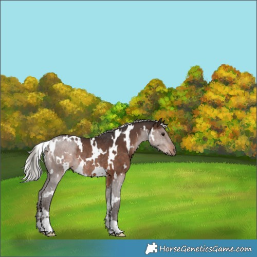 Horse Color:White Spotted Silver Brown Rabicano 