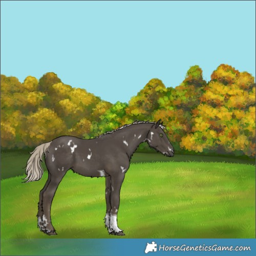 Horse Color:White Spotted Silver Smoky Black Tobiano Rabicano 