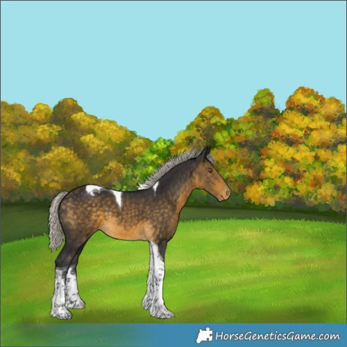 Horse Color:Silver Buckskin Tobiano Appaloosa 