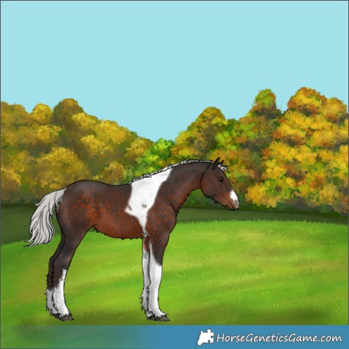 Horse Color:White Spotted Silver Brown Tobiano 