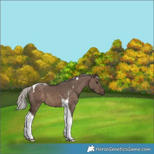 Horse Color:Silver Brown Dun Tobiano 