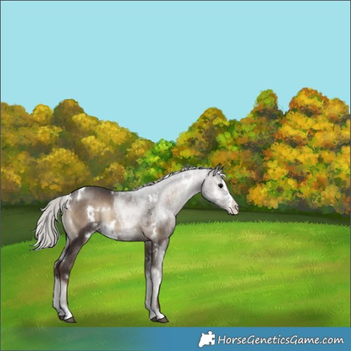 Horse Color:White Spotted Silver Blue Onyx Rabicano 