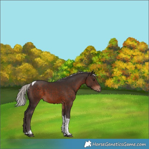 Horse Color:Silver Brown Tobiano Rabicano 