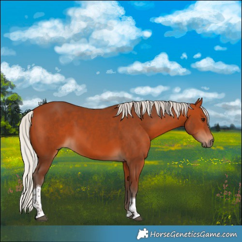 Horse Color:Silver Bay Tobiano 