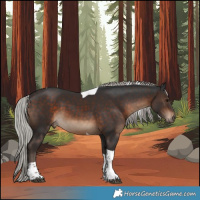 Horse Color:Silver Brown Tobiano 
