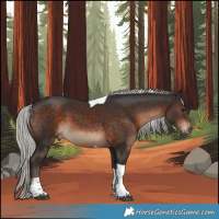 Horse Color:Silver Brown Tobiano