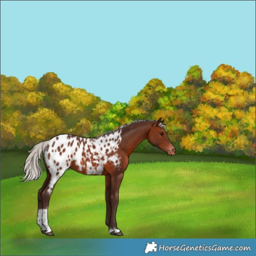 Horse Color:Silver Brown Tobiano Near Leopard 