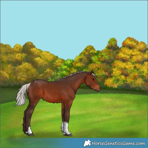 Horse Color:Silver Brown Tobiano 
