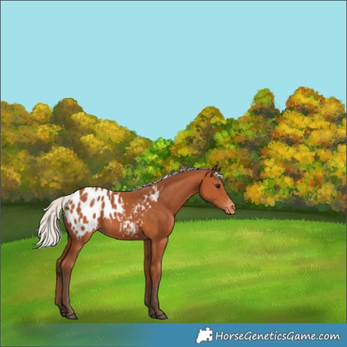 Horse Color:Silver Bay Appaloosa 