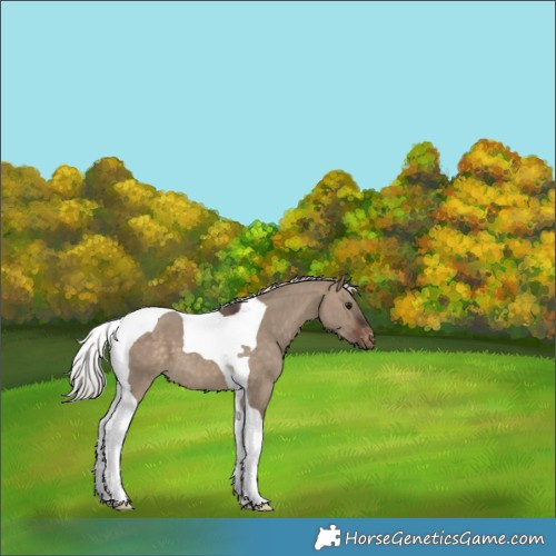 Horse Color:Silver Brown Dun Tobiano Varnish 