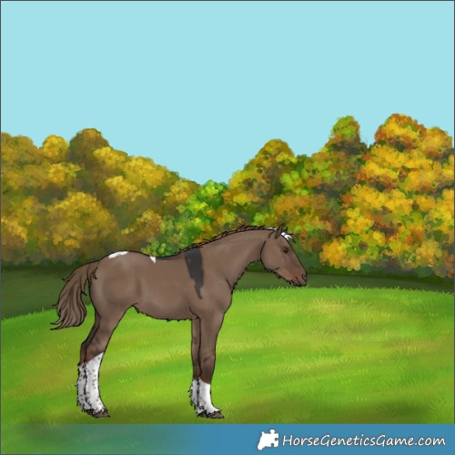 Horse Color:Liver Red Dun Tobiano 