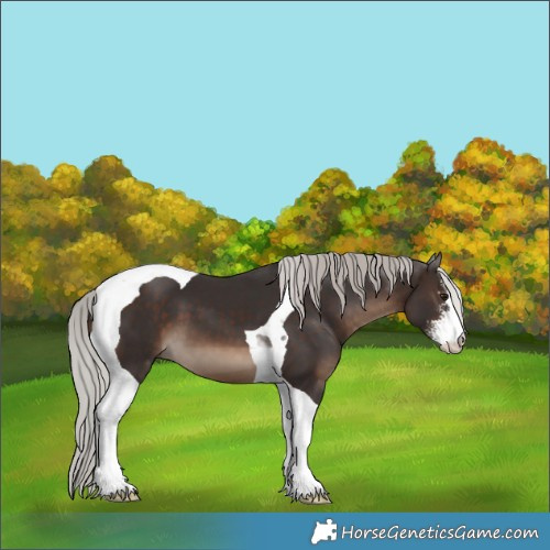 Horse Color:Silver Brown Sabino Tobiano 