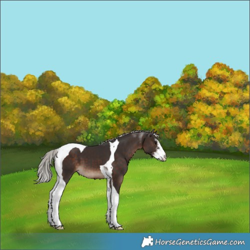 Horse Color:Silver Brown Sabino Tobiano 
