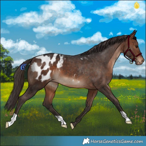 Horse Color:Brown Blanket 
