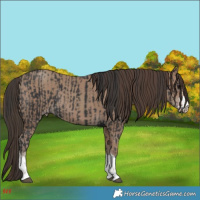 Horse Color:Black and Classic Champagne