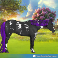 Horse Color:Painted White Spotted Liver Chestnut 