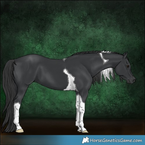 Horse Color:Black Tobiano 