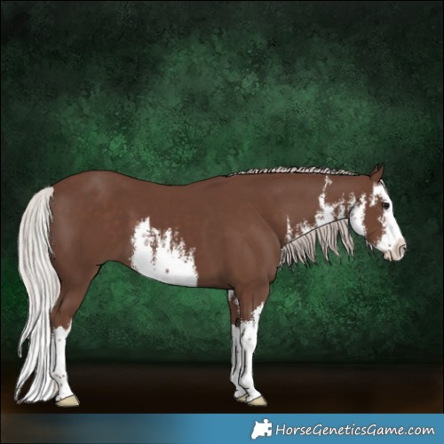 Horse Color:White Spotted Silver Black Splash 