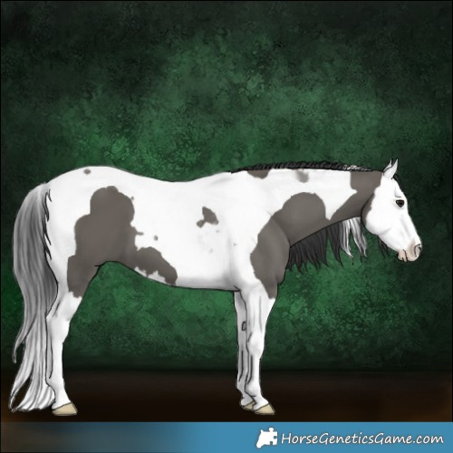 Horse Color:Grullo Splash Tobiano