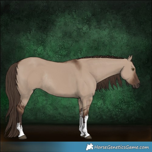 Horse Color:White Spotted Liver Red Dun Rabicano 
