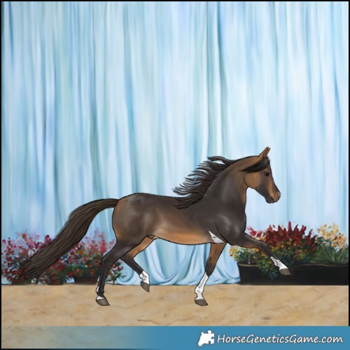 Horse Color:Buckskin Tobiano 
