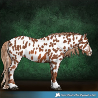 Horse Color:Chestnut Appaloosa