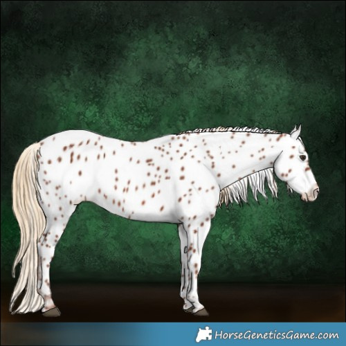 Horse Color:Chestnut Near Leopard 