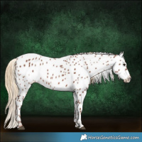 Horse Color:Chestnut Near Leopard 