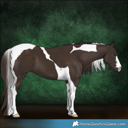 Horse Color:Liver Chestnut Tobiano