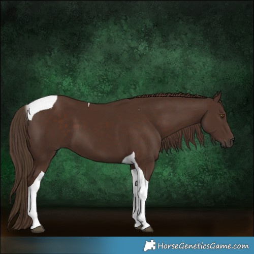 Horse Color:Liver Chestnut Tobiano 