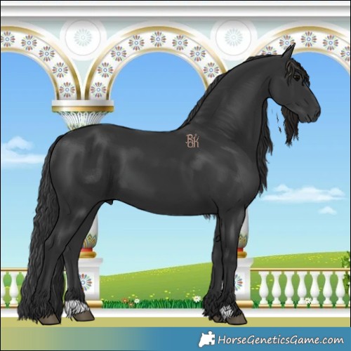 Horse Color:Black 