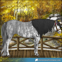 Horse Color:Blue Roan Sabino Splash  and Blue Roan Sabino Splash 