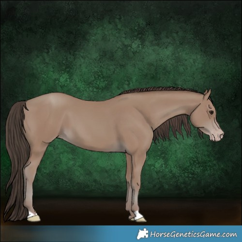 Horse Color:Classic Champagne