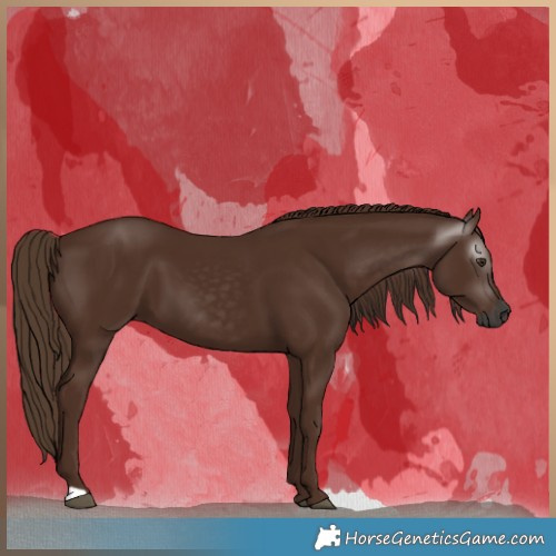 Horse Color:Gray Chestnut 