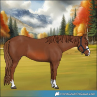 Horse Color:Chestnut 