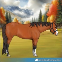 Horse Color:Bay 