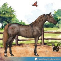 Horse Color:Liver Red Dun Rabicano Brindle