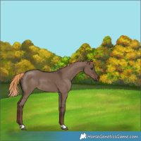 Horse Color:Liver Red Dun 