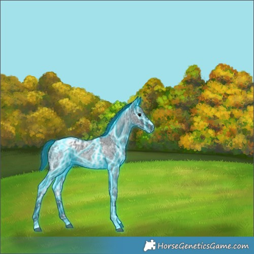Horse Color:Thunderstruck Blue Ice Roan Appaloosa Rabicano 