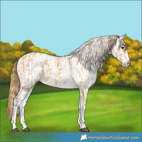 Horse Color:White Spotted Red Dun Rabicano  and White Spotted Red Dun Frame Rabicano 