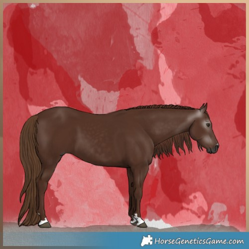 Horse Color:Gray Chestnut 