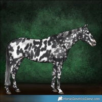 Horse Color:Black Blanket 