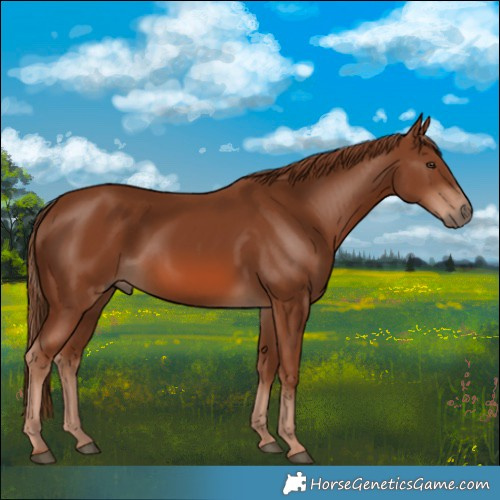Horse Color:Chestnut 