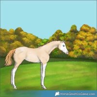 Horse Color:Buckskin Pearl Splash 
