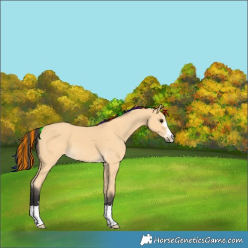 Horse Color:Painted Buckskin